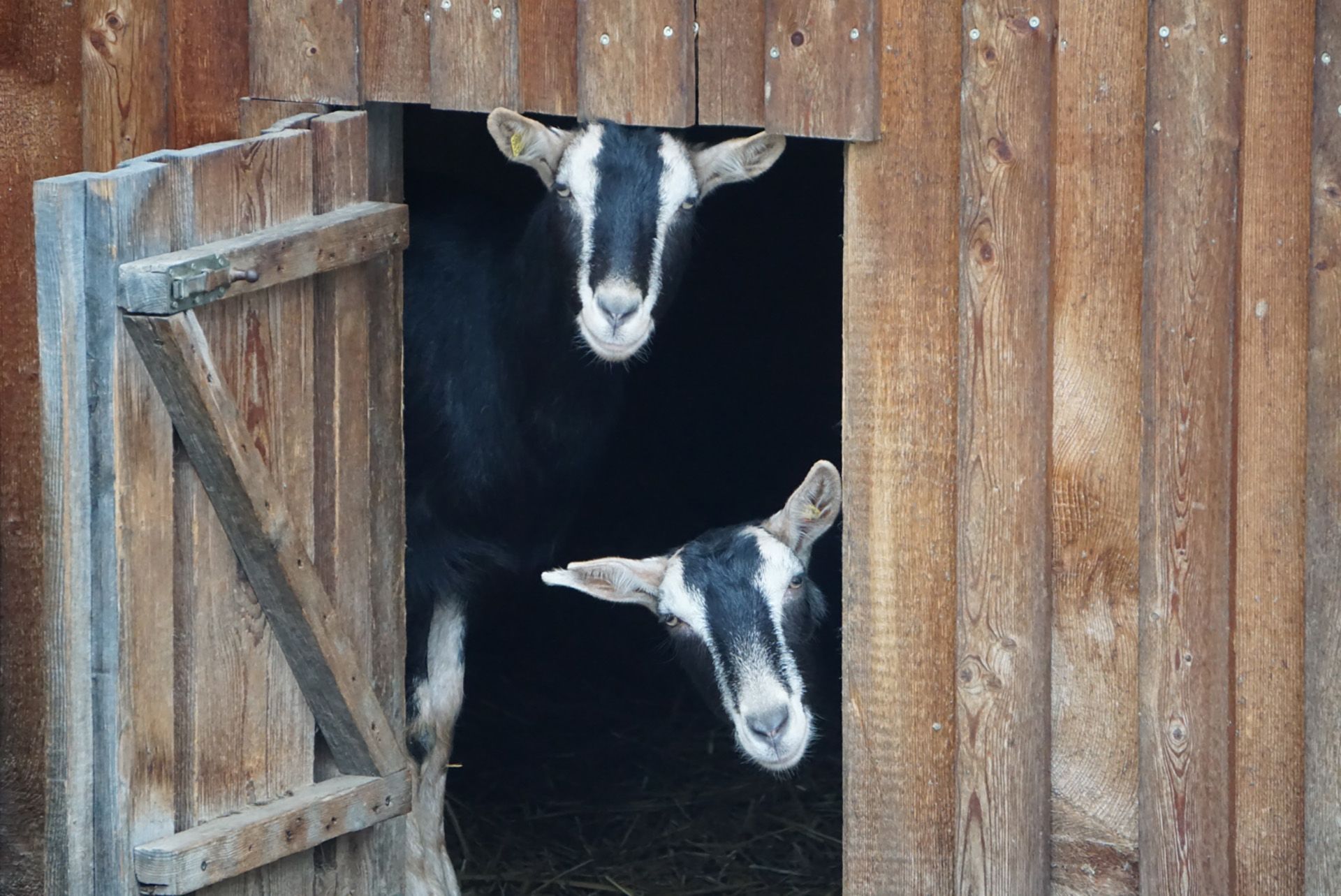 Ziegen Alma und Ida, die Thüringer Waldziegen