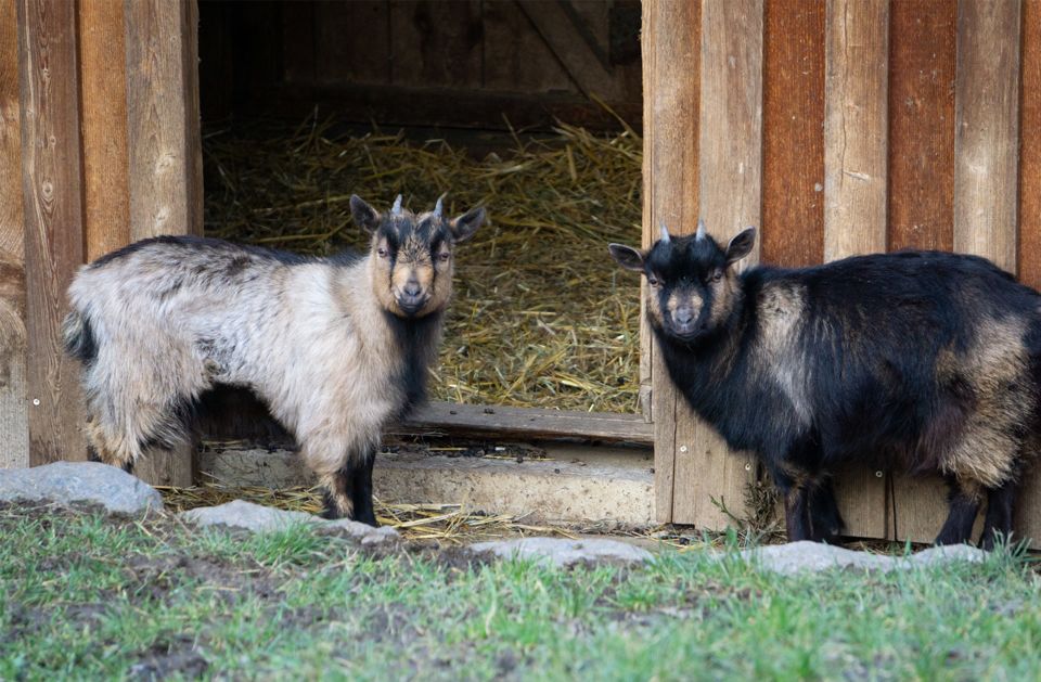 Die beiden Zwergziegen Jimmy und Charlie.