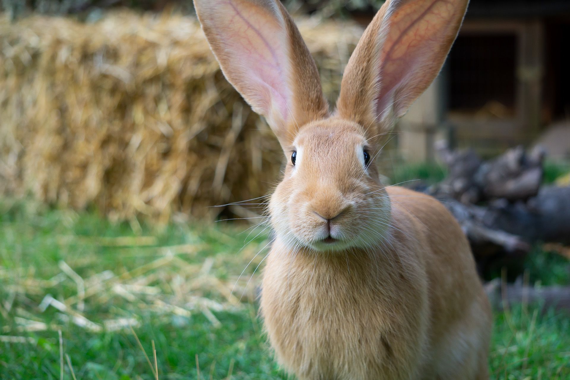 Ein brauner Hase mit gespitzten Ohren schaut direkt in die Kamera.