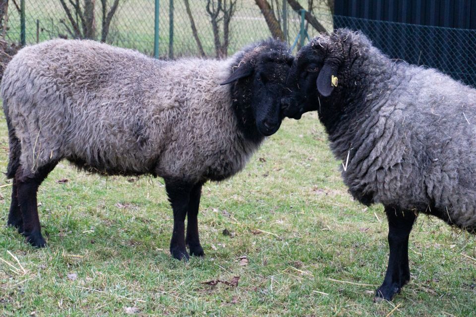Die beiden Schafe Lisa und Lotta beim Schmusen.