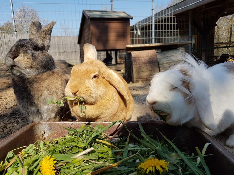 Drei Kaninchen beim Abendessen von leckerem Gras.
